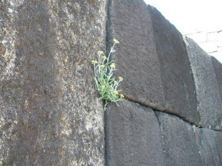石垣の隙間に咲く花
