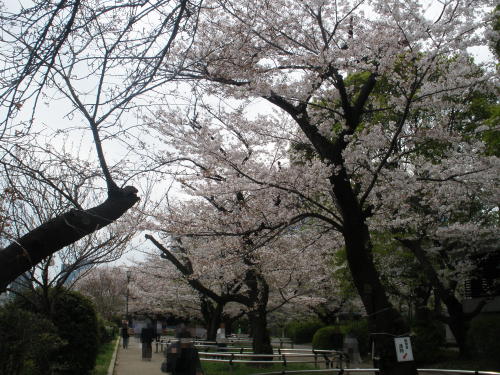 春の千鳥ヶ淵公園に咲く桜