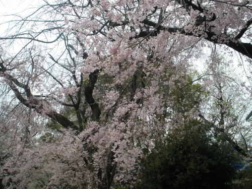 千鳥ヶ淵公園の桜