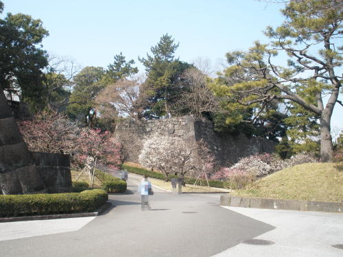 江戸城の上梅林門跡と春に咲く梅