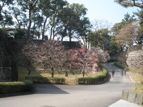 江戸城の二ノ丸喰違門跡と春に咲く梅